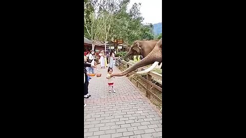 Elephant Grabs Snack From Kid