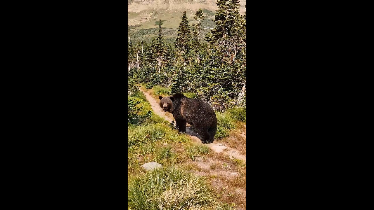 Do this when you encounter a bear 🐻