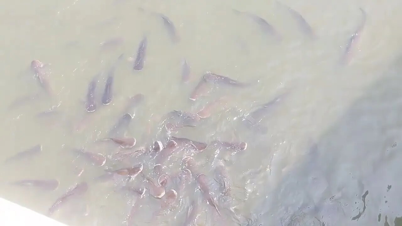 Monster Fish at Phetchabura Buddhist Park