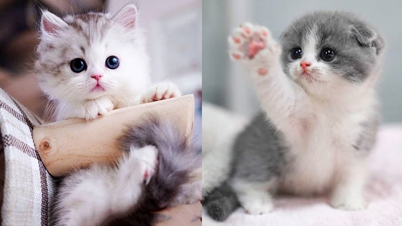 Baby Cats - Cute and Funny Cat Videos Compilation #3