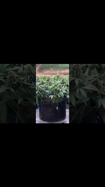 Happy Friday, #cannabiseducation #cannabisgrower #organiccannabis Growmies!!!