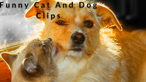 Funny Cute Cats and Funny Dogs Videos Compilation 2021