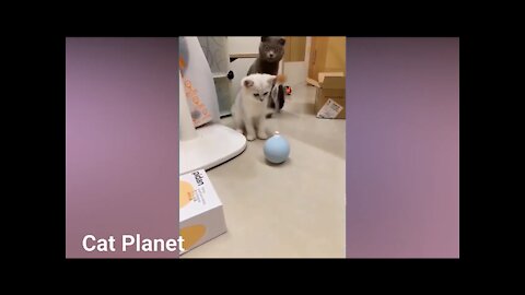 CUTEST Funny Cat Video Compilation 2021