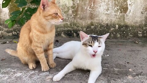 Cute Baby Cats - Cute and Funny Cat Videos Compilation #Cat #Video #Funnyvideo