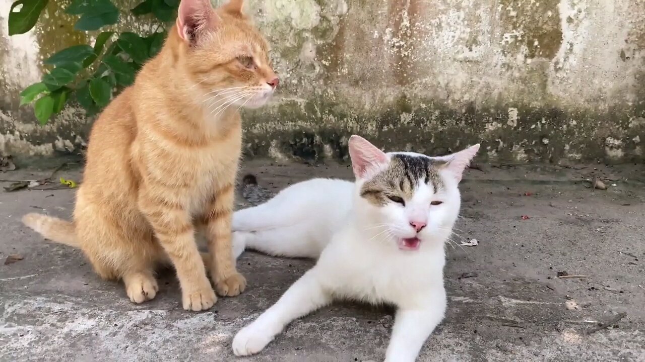Cute Baby Cats - Cute and Funny Cat Videos Compilation #Cat #Video #Funnyvideo