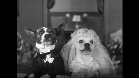 Short Film For Dog Lovers 9