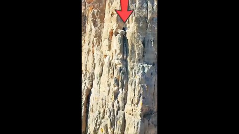 look where the wild goat is stuck