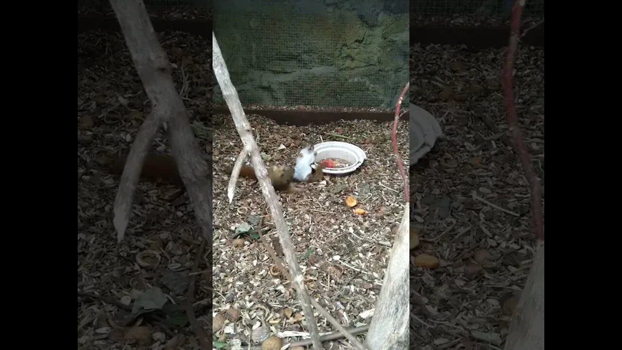 Squirrels fight for an apple (Walka wiewiórek o jabłko) #Shorts