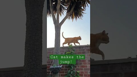 ITS SPIDER-CAT!!!!! 😱😹 #shorts #cat #spiderman #viral