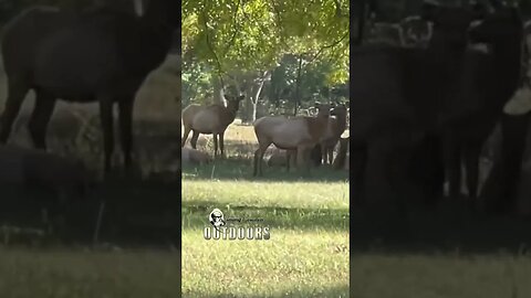 Baby BULL, BIG BULL