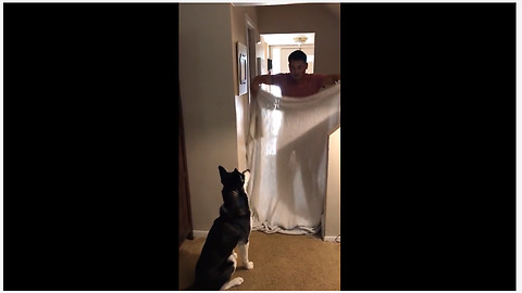 Husky has mind blown by magic trick