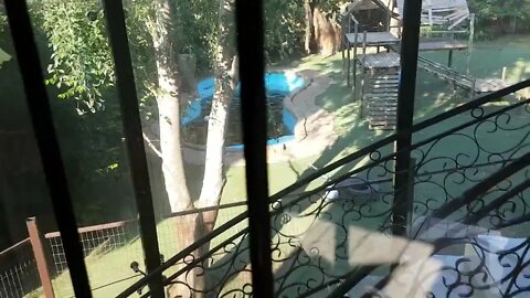 Tigers reaction to the kittens