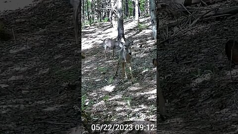Vermont button Bucks