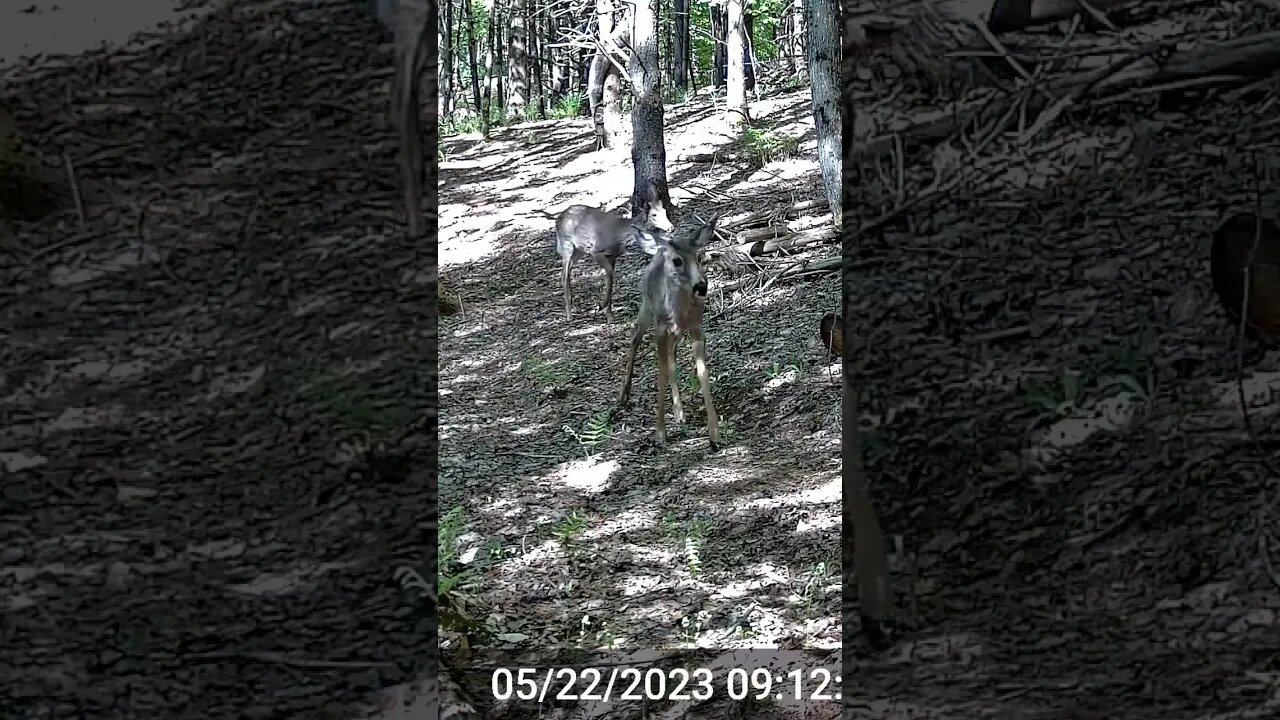 Vermont button Bucks