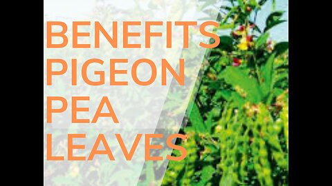Benefits of Pigeon Pea Leaves