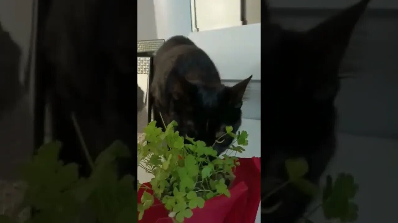 try not to laugh challenge,funny video,try not to laugh