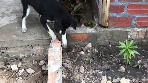 Lovely Dog Play with the Frog
