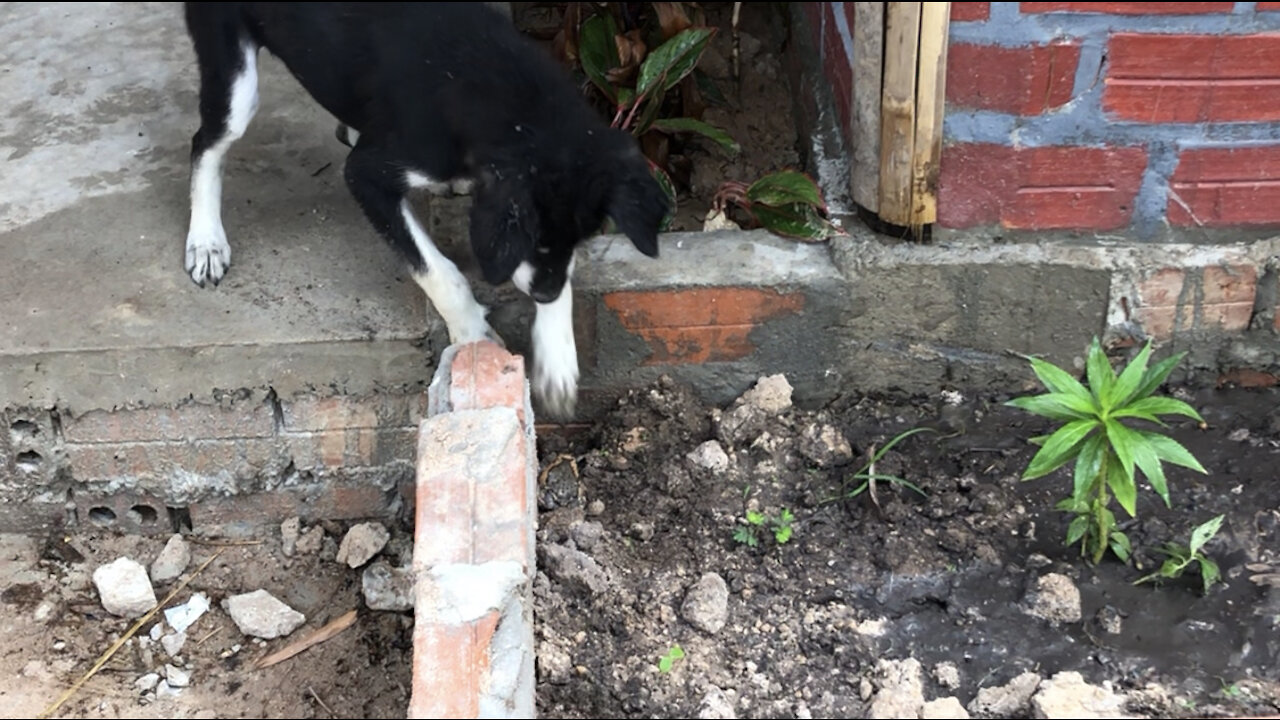 Lovely Dog Play with the Frog