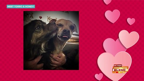 Picks Of The Litter: Torro And Honey