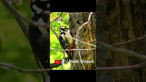 Relaxing Nature Video