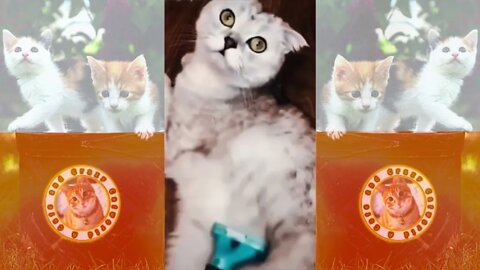 Funny Cats! 😹 Wait, WHAT?! Did This Cat Just ‘Consummate’ Marriage to a Pillow? (#123) #Clips