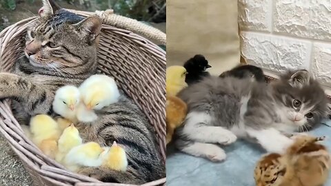 Cute Cat 😺 Funny Video #1