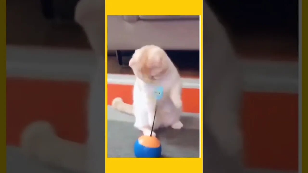 FUNNY CAT #funny videos # YouTube short#