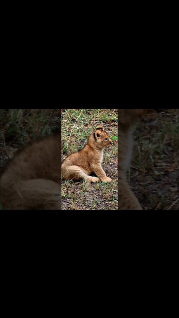 Cute Lion Cubs With Mom #shorts | #ShortsAfrica