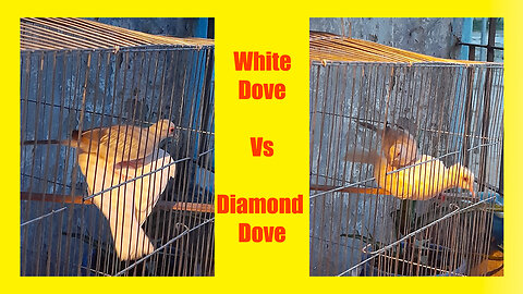 Diamond Dove Vs White Dove