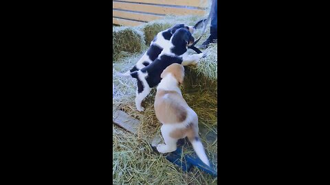 Meeting these rascal puppies for the first time.