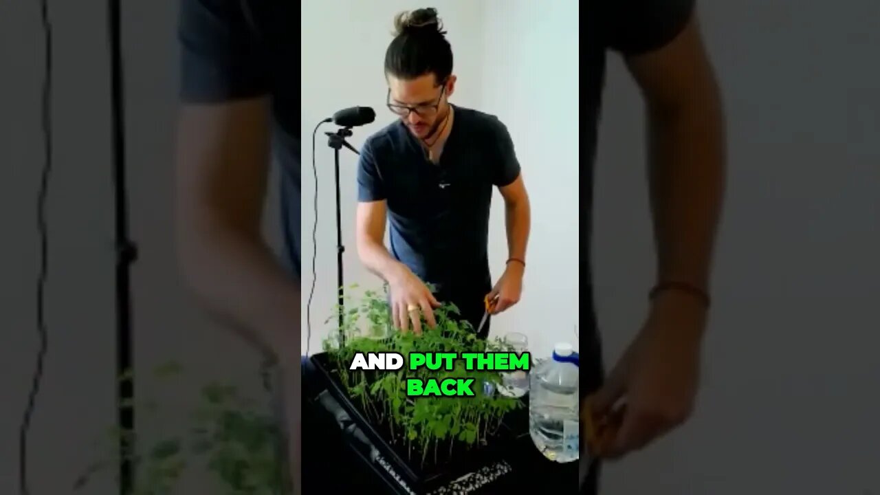 Secrets to Keeping Moringa Microgreens Fresh and Vibrant