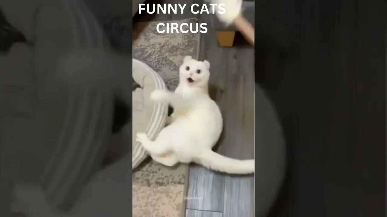 FUNNY Cat Circus #shorts #funnyanimalvideos2022 #funnycatvideo