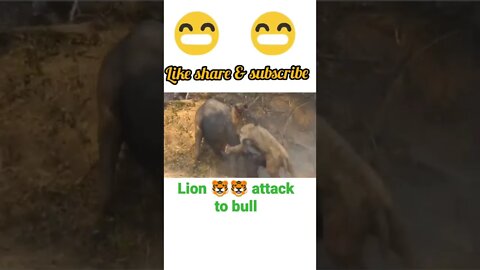 Lion 🦁🦁 attack to Bull | #shorts #youtubeshorts