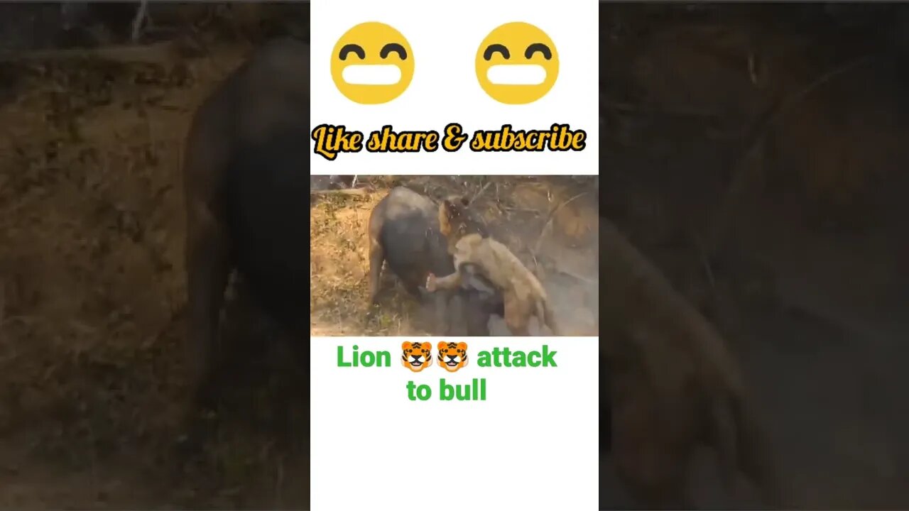 Lion 🦁🦁 attack to Bull | #shorts #youtubeshorts