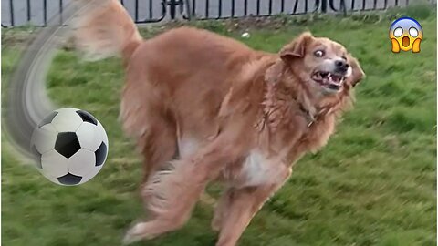 FUNNIEST CATS AND DOGS VIDEOS 2023 | Funny ANIMALS VIDEOS😂😂