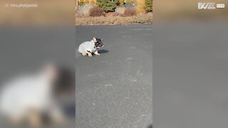 Un chien reçoit un nouveau pull et en bondit de joie