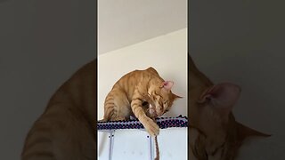 Fierce Kitty Will Devour You #cutecat