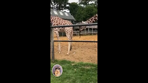 Funny clip of animals😂 so funny🤣