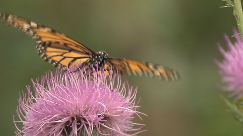 OPPD "Prairie in Progress" helping monarch butterflies