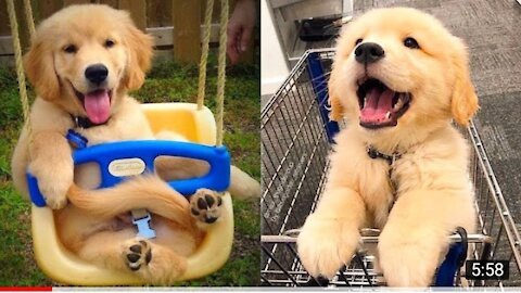 Baby 🐶 Dog -cute Dog funny video compilation