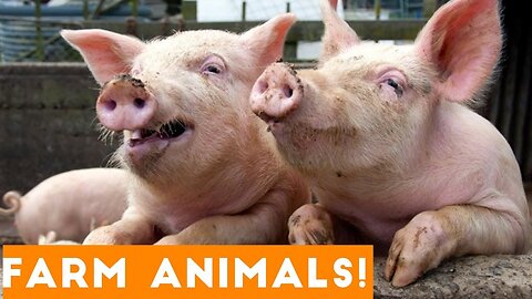 Funniest Farm Animals You Ever Seen-Hackerwatching