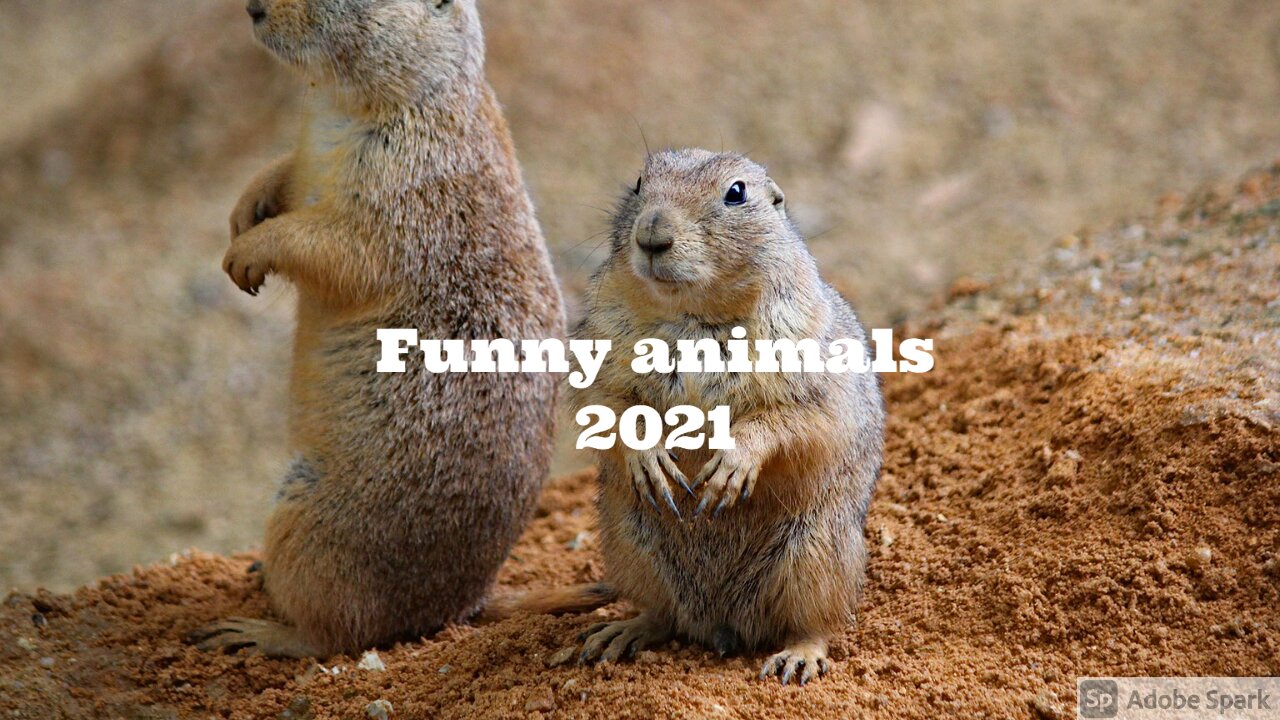 Funny Animals Compilation | Animal fails + Funniest Animals 2021