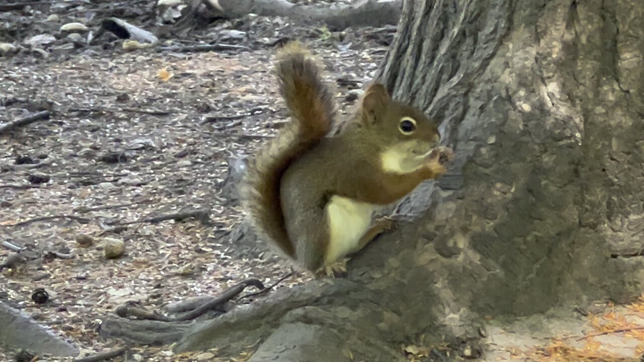James Gardens Toronto wildlife