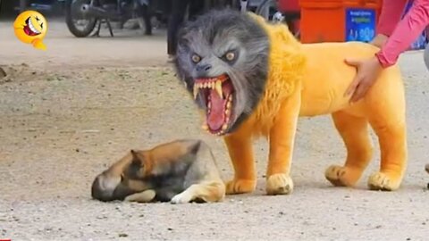 Troll Prank Dog Funny & Fake Lion And Fake Tiger Prank To Dog