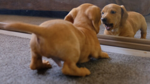 Mirror Prank For Puppy Hilarious Reaction