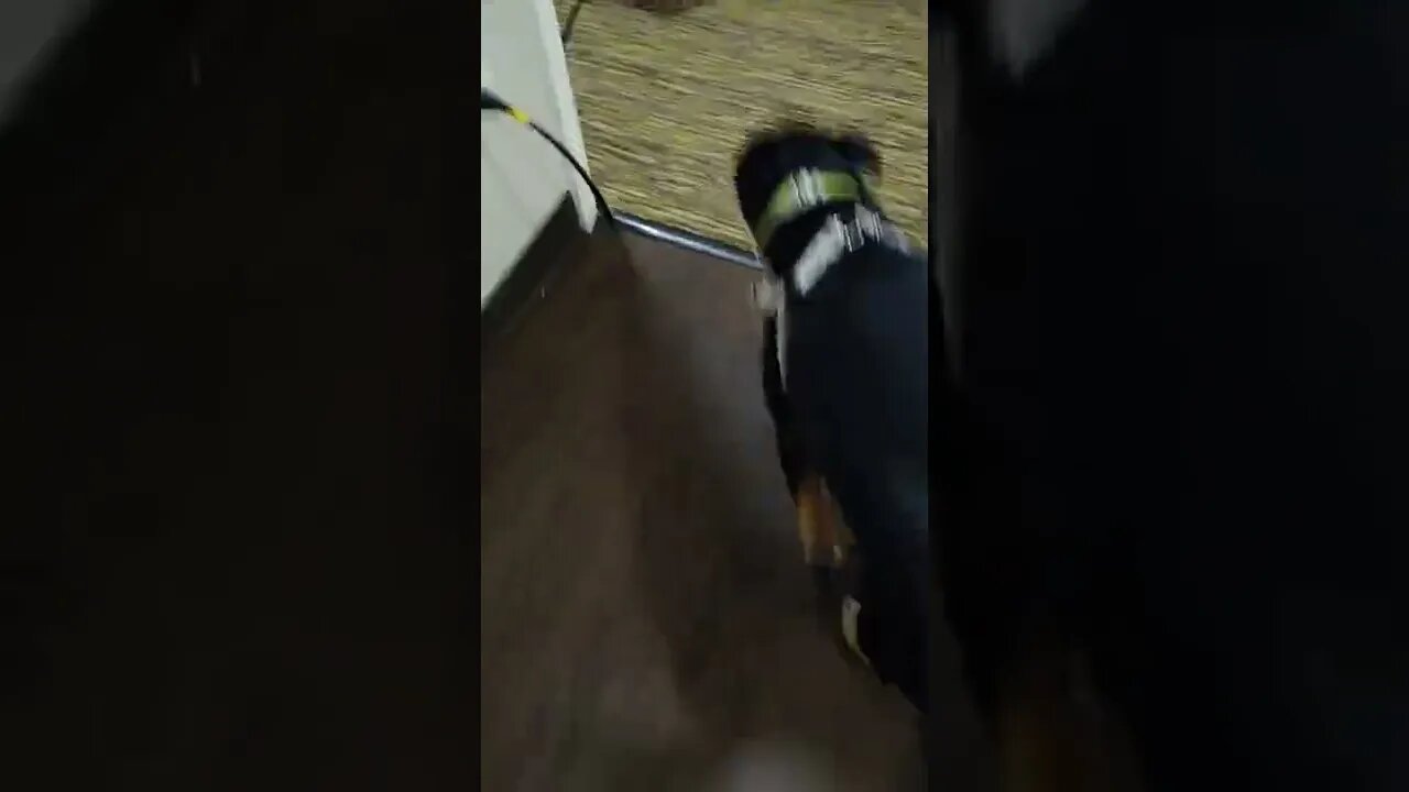 Max stole his dad's Tomato.