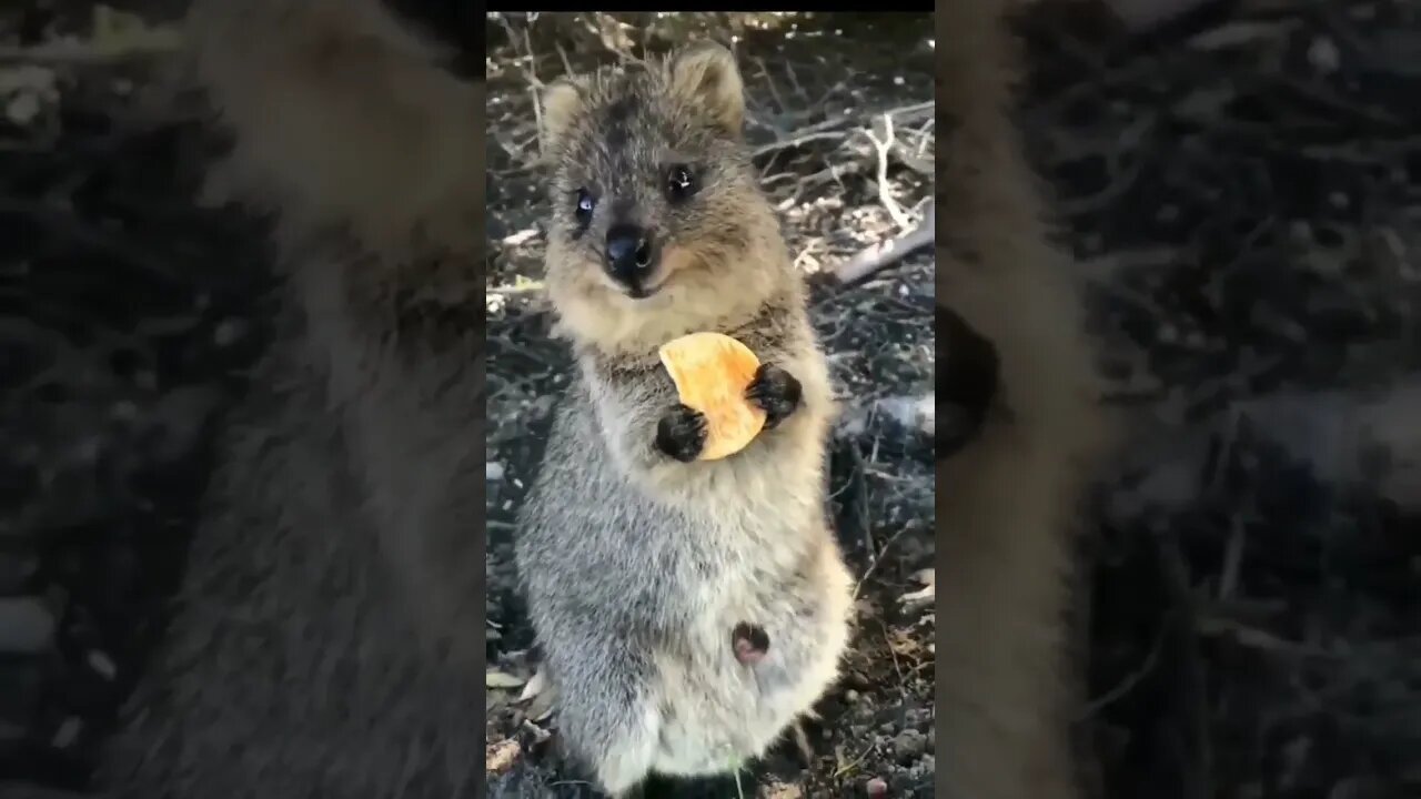 Cute funny Quokka -153