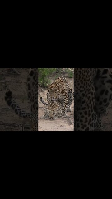 Leopard Lovers! #shorts