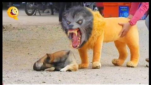 Troll prank dog funny and fake lion 🤣🤣