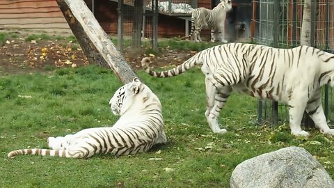 Amazing Facts About Tigers ‪@factober‬ #documentary #tiger #tigers #widlife #didyouknow #animalfacts